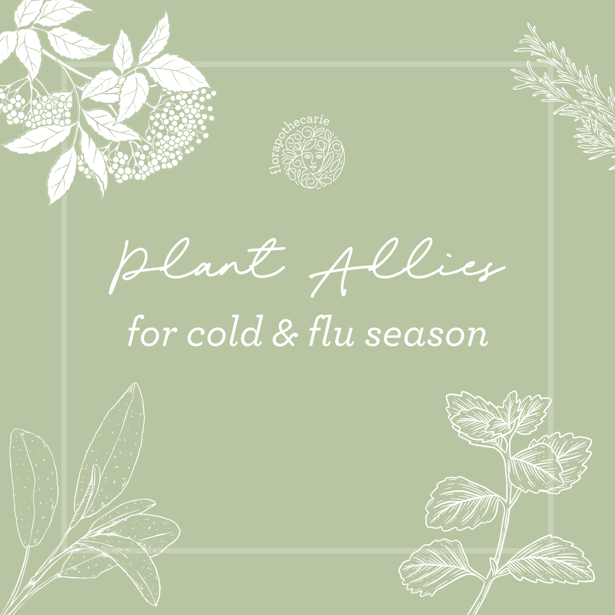 6 Plant Allies for Cold & Flu Season