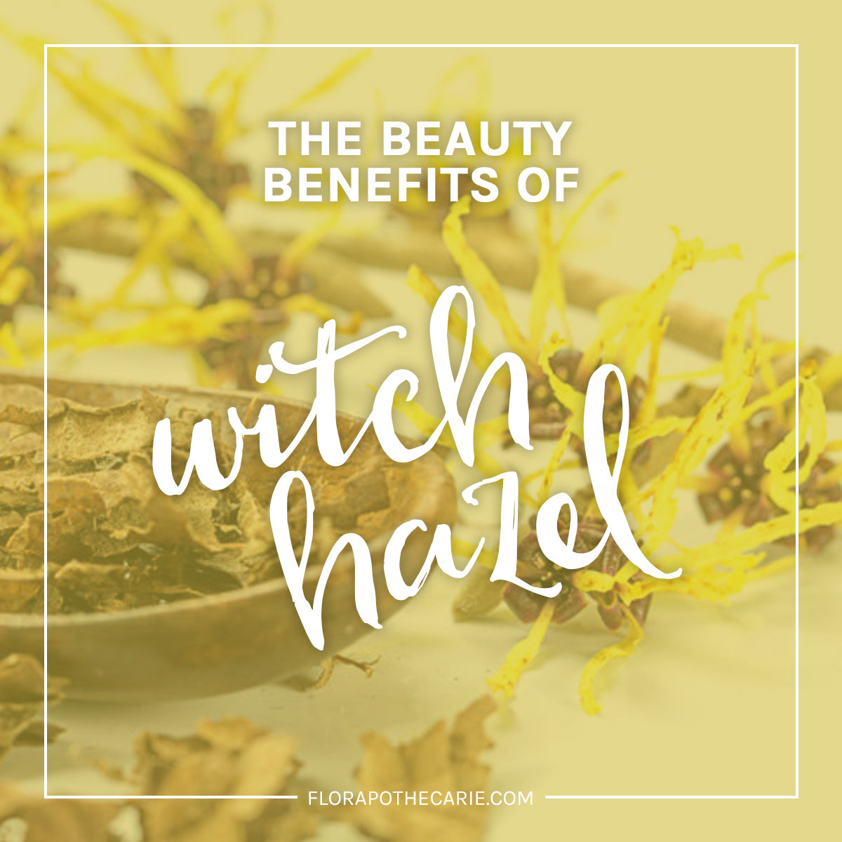 Ingredient Love: Witch Hazel