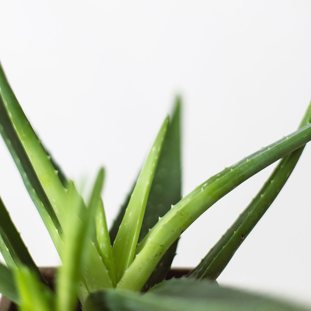 Ingredient Love: Aloe