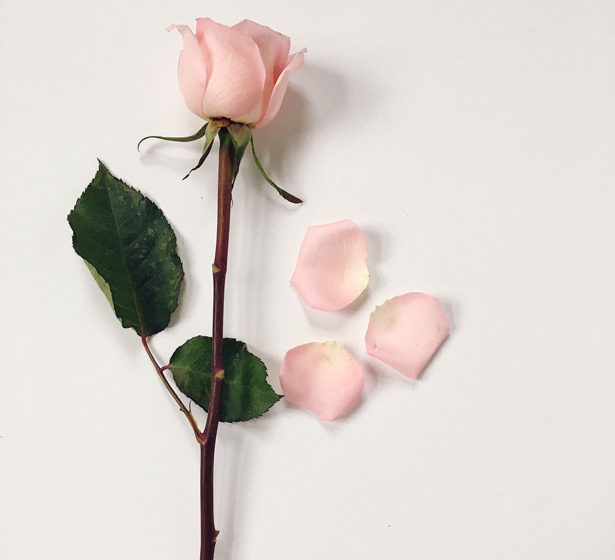 Ingredient Love: Rose